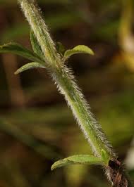 Image result for Haumaniastrum dissitifolium