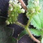 Image result for Laportea aestuans