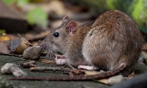 You can unsubscribe at any time. Mice And Rats Paws