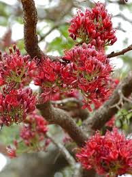 Image result for Schotia brachypetala