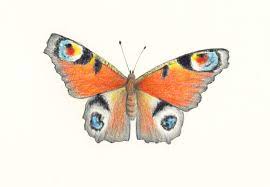 Take flight with our easy butterfly drawing tutorial - Gathered