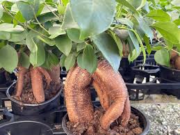 Image result for Ficus muelleriana