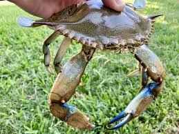 If you love cooking and want to cook crabs itself, i will guide you to clean the blue crabs fast easily. Crabbing Along Texas Coast Geared Toward Simplicity Fun Food