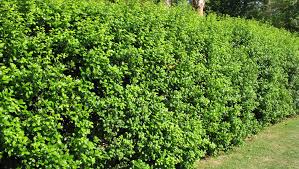 Check spelling or type a new query. Now Is A Good Time To Plant Hedges