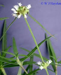 Image result for Spermacoce verticillata