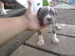 Check spelling or type a new query. Pitbulls Puppies For Sale Hoobly Nj Dogs For Sale In New Jersey