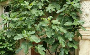 Feigenbaum im eigenen garten pflanzen und pflegen. Feigenbaum Echte Feige Pflanzen Und Pflegen Mein Schoner Garten