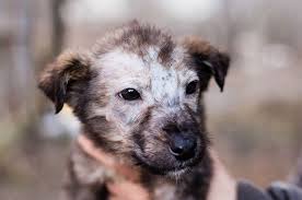 The primary ingredient of many hand sanitizers is ethyl alcohol. Ringworm In Dogs Cats Symptoms Treatment Bow Wow Meow
