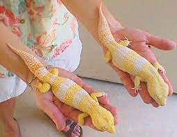 Kembang genjer bumbu belacan & pecak klandingan. Leopard Gecko Breeding Reptiles Magazine