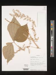 Image result for Dioscorea dumetorum