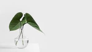 We did not find results for: Ces 4 Astuces Pour Arroser Automatiquement Ses Plantes Pendant Les Vacances Cnews