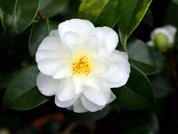 Bouquets of white flowers with delivery to cities near moncton. Types Of White Flowers Stunning White Flowering Plants