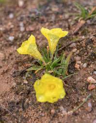 Image result for Moraea clavata
