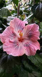 Pin On Hibiscus