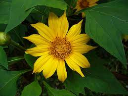 Art, books, poetry, numbers and mountains. Bunga Kekwa Chrysanthemum Flower Sdk6679y Flickr