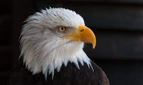 Gambar terkait dengan rajawali wallpaper. Gambar Burung Rajawali Gambar Elang Hitam Putih Daftar Harga Burung Elang Desember 2019 Terlengkap Download Gamba Eagle Images Bald Eagle Types Of Eagles