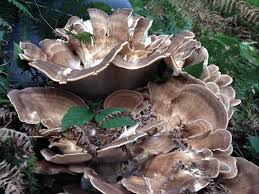 Check spelling or type a new query. Hen Of The Woods