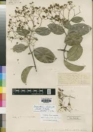 Image result for Hippocratea apocynoides