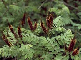 Image result for Indigofera paniculata