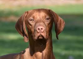 After all, they are important members of. Vizsla History Registry Vizsla First N History Ri Z Records A Tribute To Vizslas Making History Vizsla Registry Jayney S Creative Works Jcw