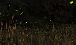 The Illustrious Life of the Firefly - Schlitz Audubon