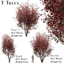 The red maple tree is native to the eastern part of the north american continent, with the most saturation in the united states of america. Set Of Red Maple Trees Acer Rubrum 3 Trees 112935 3d Model Download 3d Model Set Of Red Maple Trees Acer Rubrum 3 Trees 112935 112935 3dbaza Com