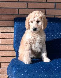 We did not find results for: Goldilocks Trained F1b Goldendoodle Puppy Man S Best Friend