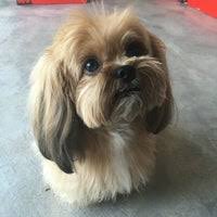 Find companies dealing with veterinary clinics in pampanga. Peng Aun Veterinary Clinic Veterinarian