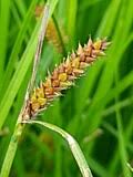 Image result for Carex mildbraediana