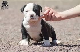 Here i have 3 lovely american xl bully puppies for sale. Chiot Puppy Puppies American Bully Giant Xl Xxl Bully Pitbull A Vendre For Sale France Belgique Kennel Elevage Lion Pride American Bully Bully Pitbull Pitbulls