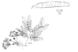 Image result for Albizia grandibracteata