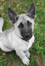 The german shepherd is a large, highly intelligent working dog. Blue Eyed German Shepherd Puppies For Sale Petsidi