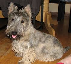 We did not find results for: Silver Brindle Scottish Terrier Bing Images Scottish Terrier Scottie Puppies Scottie Terrier