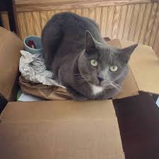Box Oh You Mean This New Cat Bed Kedi Resim