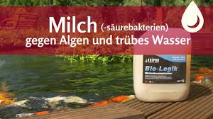Sie sind jedoch nicht zwangsläufig für andere pflanzen und tiere eine ein einfaches mittel gegen algen im teich das anpflanzen höherer gewächse am ufer, damit diese schatten werfen. Milch Gegen Algen Und Trubes Wasser Im Teich Koipon Bio Logik Youtube