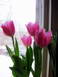Check spelling or type a new query. How I Force Tulips For Winter Bloom Kevin Lee Jacobs