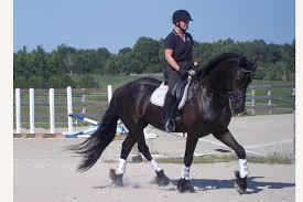 Charlotte dujardin is currently 5th on the fei dressage world ranking and is undoubtedly the most successful british dressage rider ever lived. I Was Wrong About The Dressage Rider Pyramid Equi Spa