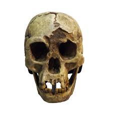 Cheap store the little hobbit healthy. Homo Floresiensis Wikipedia