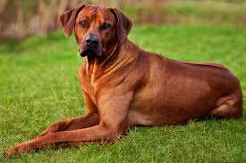 Image result for rhodéský ridgeback
