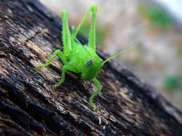 They have thin antennae, hind legs modified for Grasshopper Cricket Insect Free Photo On Pixabay