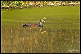 Manas National Park Beautiful Birds Of Manas White Winged Wood Duck Beautiful Birds Wood Ducks White Wings