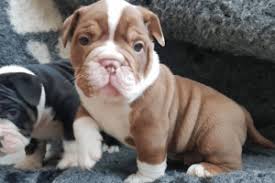 Wat ziet shirma rouse er goed uit. Shirma Rouse Deelt Vol Trots Update Over Haar Dieet