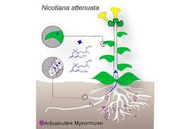 Symbiose ist eine beziehung zwischen organismen zweier verschiedener arten in einem ökosystem. Symbiose Zwischen Mykorrhiza Pilzen Und Baumen Entscheidende Gene Entwickelten Sich Mehrfach Labo Online