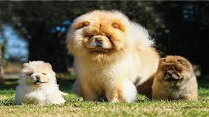Chow Chow Kopek Cinsi Ve Ozellikleri Ajanimo