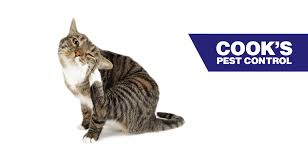Schendel pest services was founded in 1947 by bob schendel, a kansas native who served as an entomologist for the u.s. Cooks S Pest Blog Latest Posts