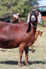 Goat Bloat The Airtight Truth Treatment Prevention Plan