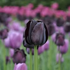 When you are looking for flowers for a special event, you may want if you don't think you can do this, you may need to pay the extra price and have the florist do it for you. 11 Gorgeous Black Blooms