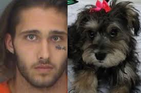 Austin Lang Allegedly Steals Florida Family's Dog After Robbing, Burning  House