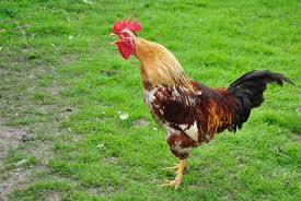 Rooster will serve as a guard and good things about having a rooster. Study Finds Reason Why Roosters Crow In The Morning Science Tech The Jakarta Post