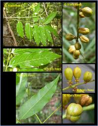 Image result for Lepisanthes